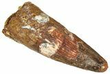 Fossil Spinosaurus Tooth - Real Dinosaur Tooth #365616-1